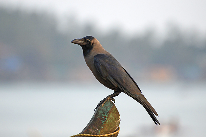 காகம் House Crow