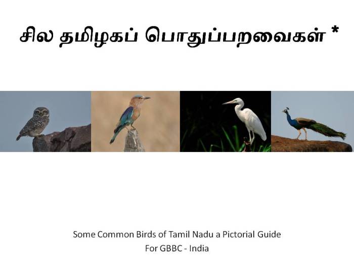 Some Tamil Nadu Birds