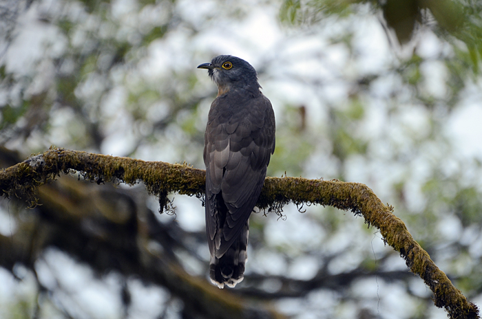 பெரிய அக்கா குயில் (Large Hawk-Cuckoo Hierococcyx sparverioides)