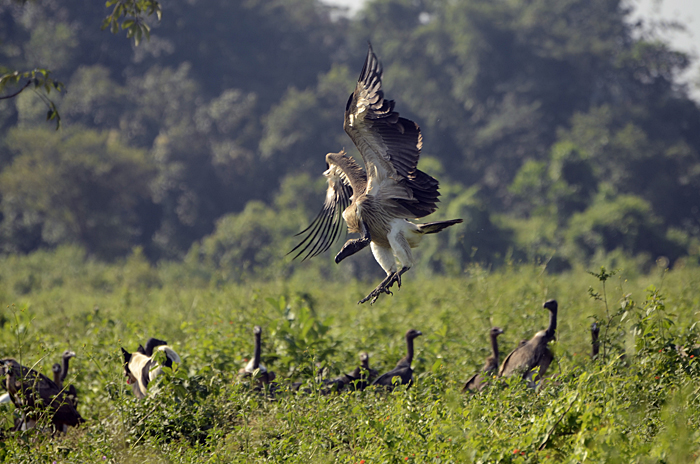 வெண்கால் பாறு (Slender-billed Vulture Gyps tenuirostris)
