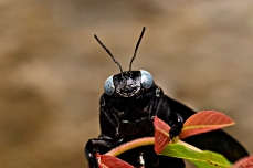 ஆகஸ்டு - குளவி என தவறாக சிலர் குறிப்பிடுவார்கள். இவை தேனீக்கள் இனத்தைச் சேர்ந்தவை. ஆங்கிலத்தில் Carpenter Bee என்பர்.