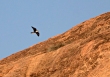 ஜனவரி - Lagger Falcon எனும் பறவையைக் காண, மதுரையில் உள்ள அரிட்டாப்பட்டிக்கு சென்றிருந்தேன். இப்பறவையை இப்பகுதி மக்கள் வலசாரை என்கிறார்கள்.